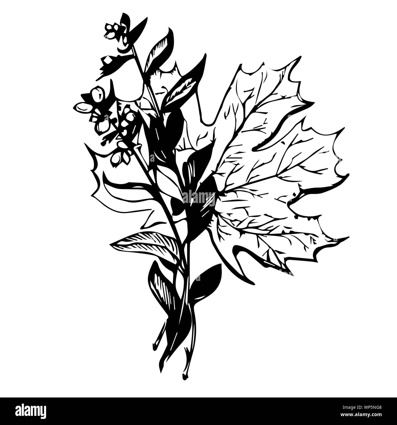 Dibujo Vectorial de la hoja del maple sobre fondo blanco. blanco y negro  vectoriales aislados. Cool para camisetas, tatuajes y diseño Imagen Vector  de stock - Alamy