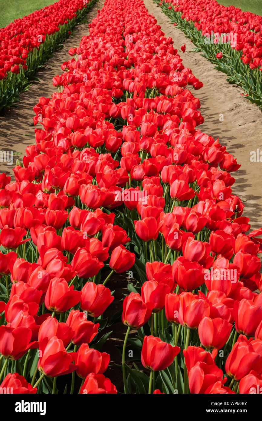 Tulipanes de primavera roja en un campo de flores de la granja, Nueva Jersey,  EE.UU., jardín colorido, agricultura vertical flores de granja flores de  flores rojas imágenes de flores tulipanes jardín Fotografía