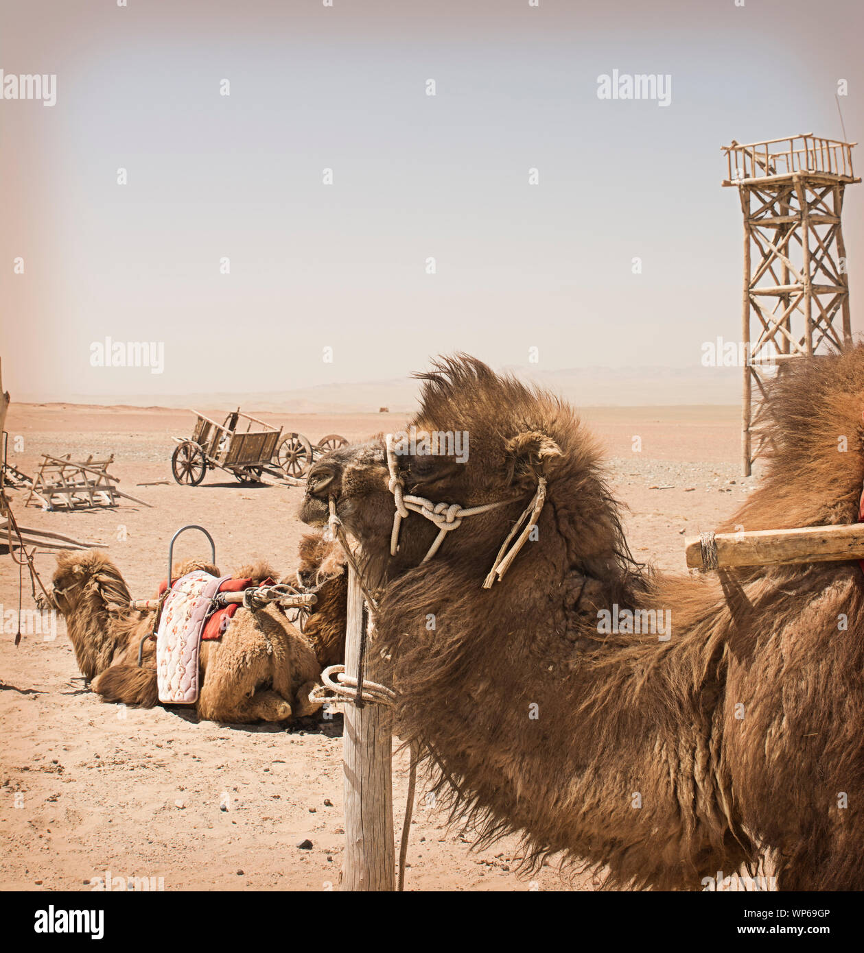 Camello bactriano en un oasis en la ruta de la Seda, Gansu, China. Foto de stock