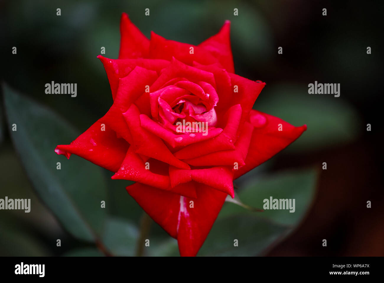 Te amo rosa fotografías e imágenes de alta resolución - Alamy Te amo rosa fotografías e imágenes de alta resolución - Alamy