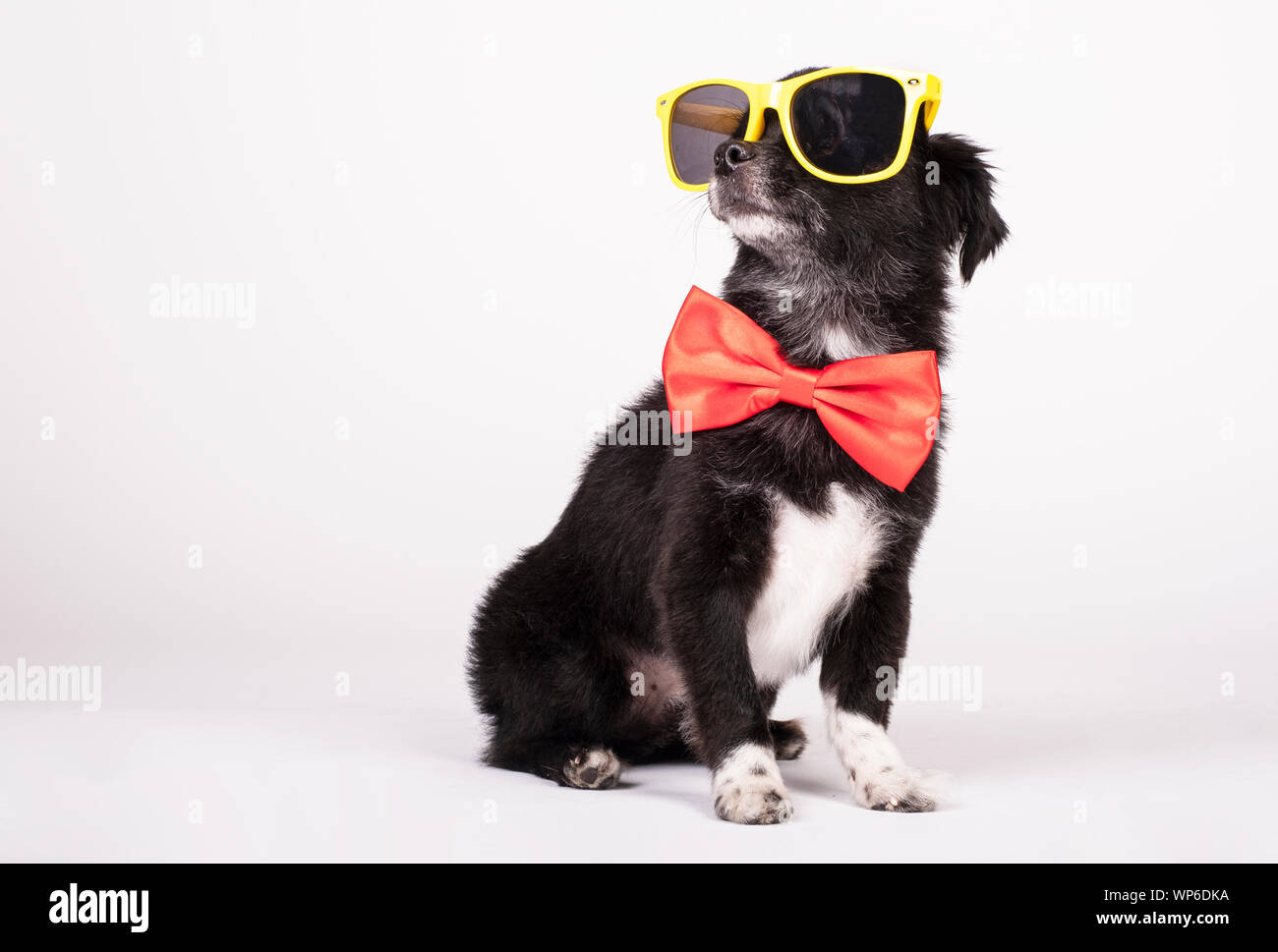 perro negro con lentes de sol y gorra en, Gallery