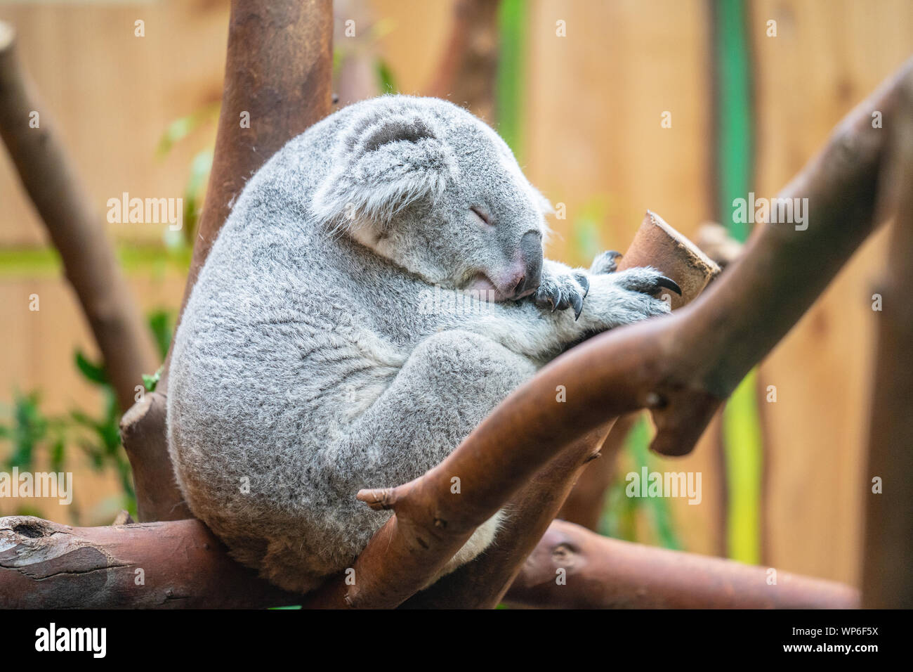 El Koala, Phascolarctos cinereus, o inexacta, Koala es un herbívoro arbóreo marsupial originario de Australia Foto de stock