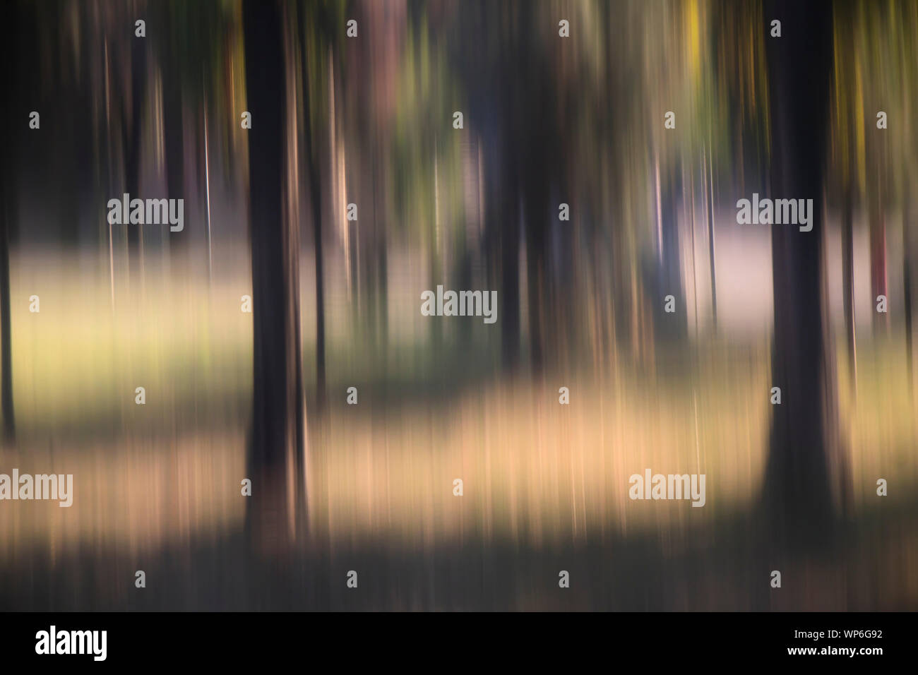 Suave borrosa árboles en el bosque , paisaje onírico detalle Foto de stock