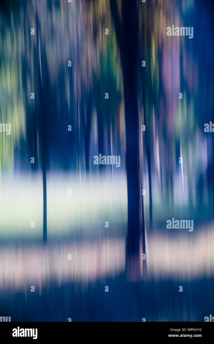 Borroso misterioso árboles en el bosque , paisaje onírico detalle Foto de stock