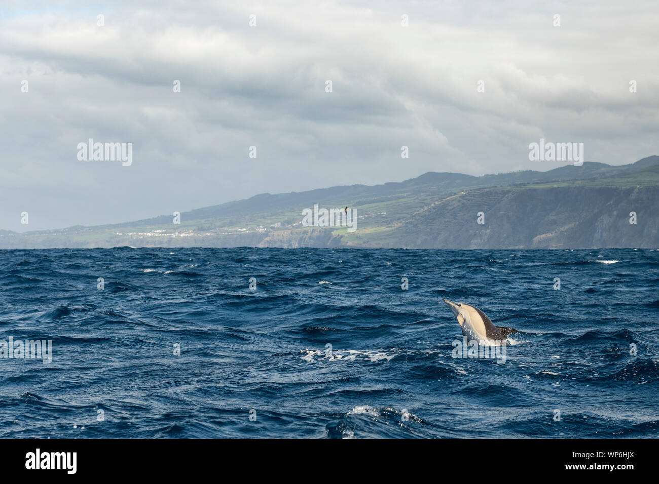 Grupo de delfines comunes en las aguas de las Islas Azores, cerca de la isla de Sao Miguel. El delfín común es el nombre dado a dos especies de delfines ma Foto de stock