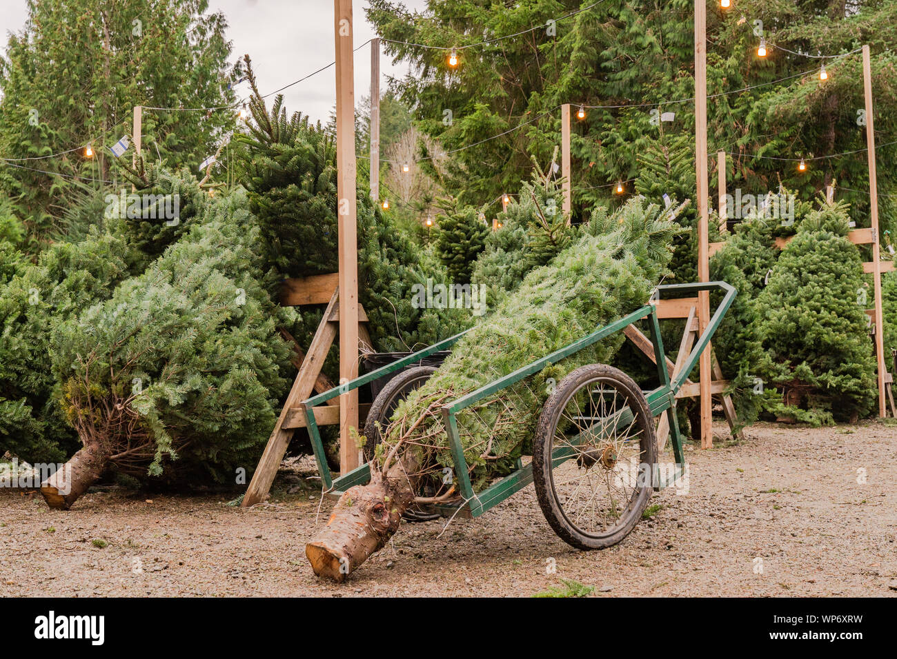 Árboles de Navidad recién cortadas en una granja de árboles de Navidad Foto de stock