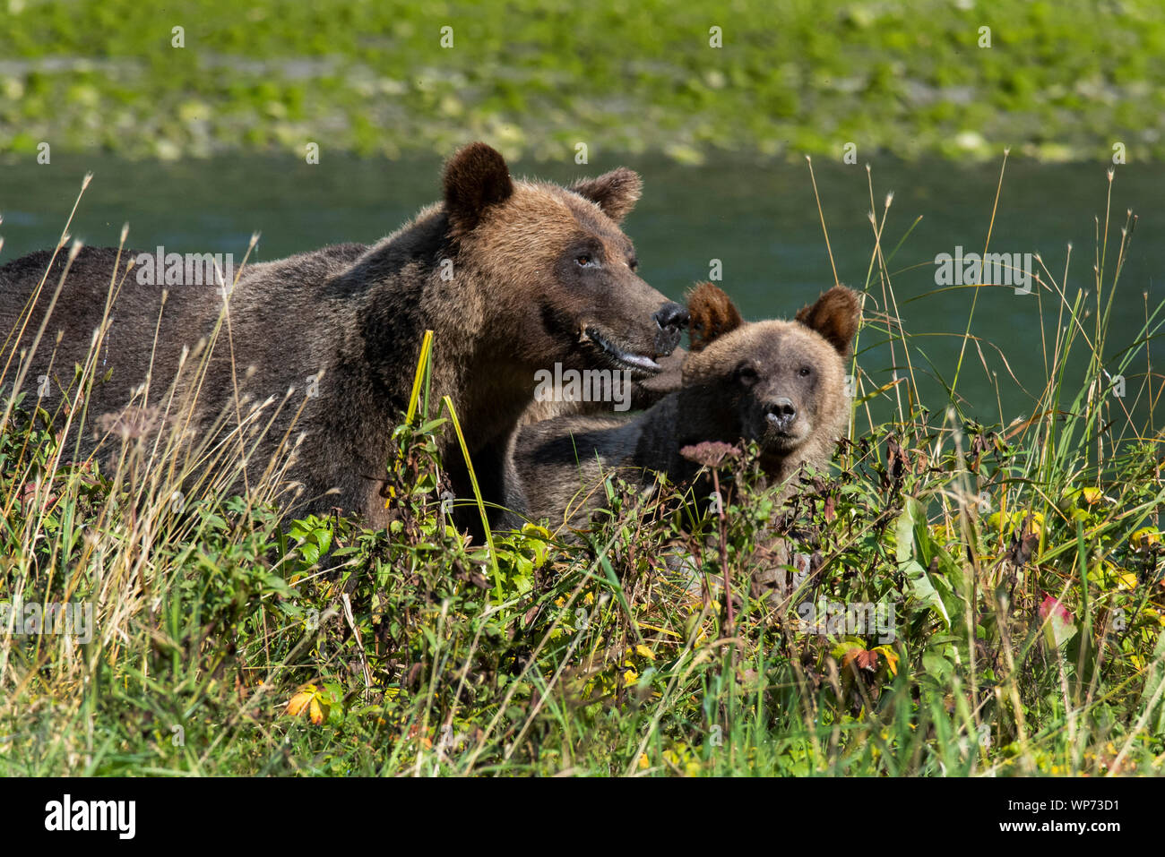 Canadá, Columbia Británica, Great Bear Rainforest, Khutze Admisión. Oso Pardo aka Grizzly Bear (Wild: Ursus arctos), Mamá osa con oseznos. Foto de stock
