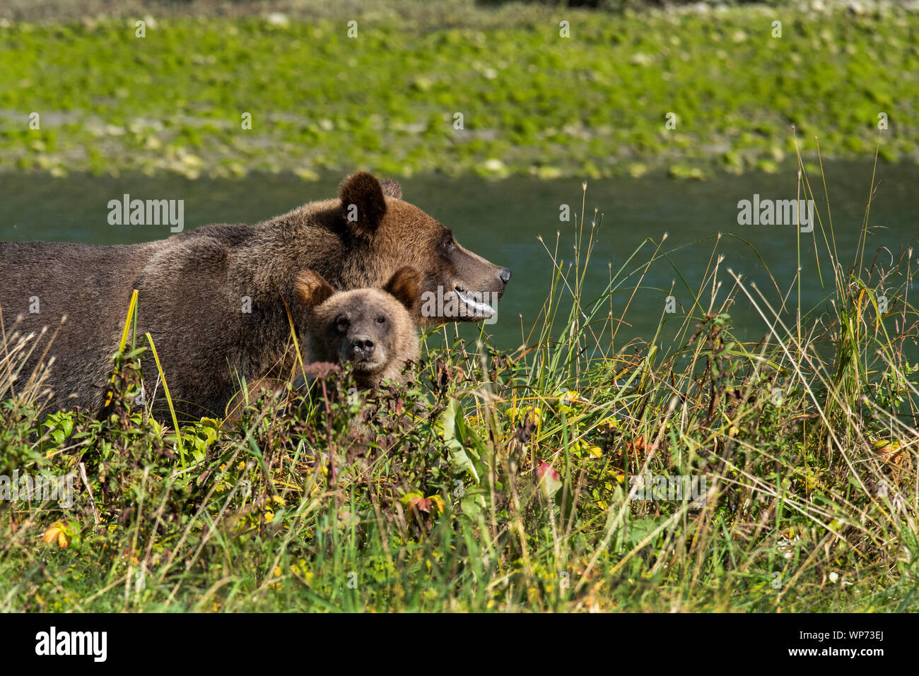Canadá, Columbia Británica, Great Bear Rainforest, Khutze Admisión. Oso Pardo aka Grizzly Bear (Wild: Ursus arctos), Mamá osa con oseznos. Foto de stock