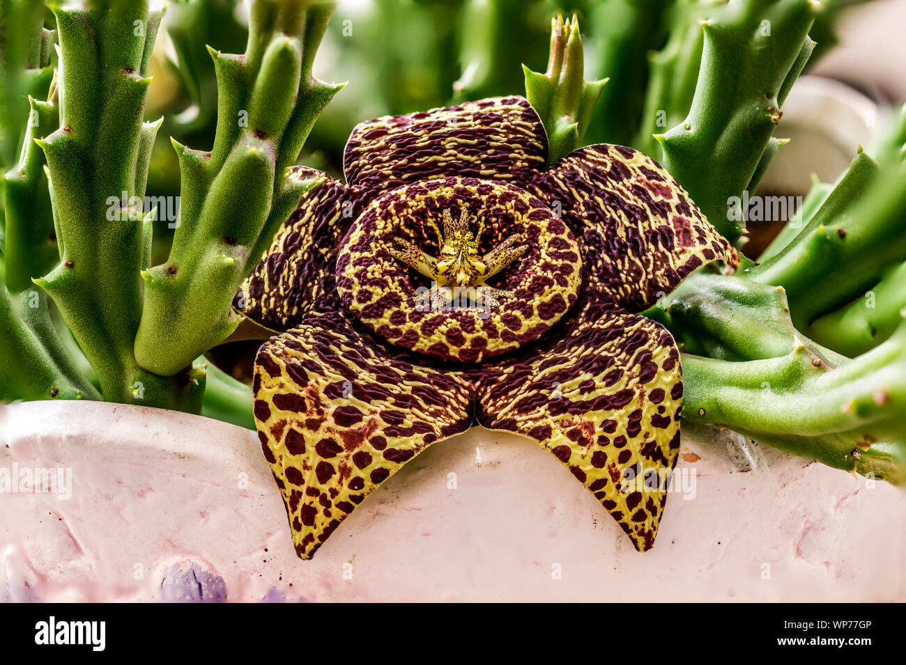 Flores exóticas fotografías e imágenes de alta resolución - Alamy