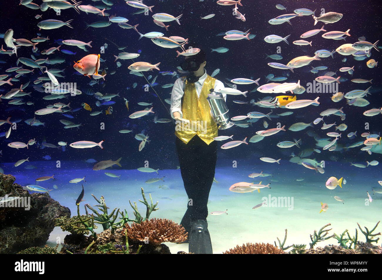 Empty fish tank fotografías e imágenes de alta resolución - Página 3 - Alamy