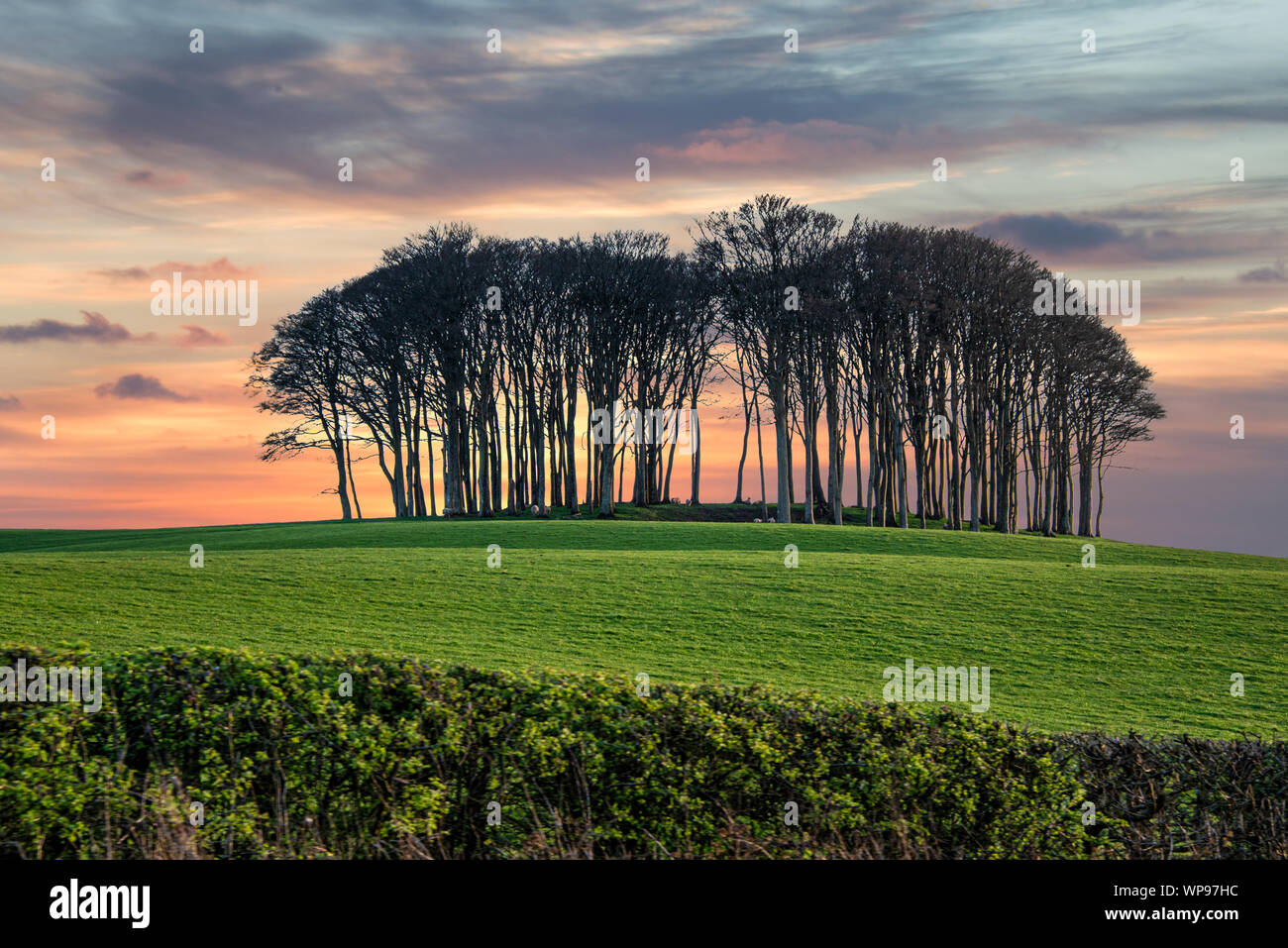 Los árboles que vienen a casa, casi los árboles caseros, Cookworthy