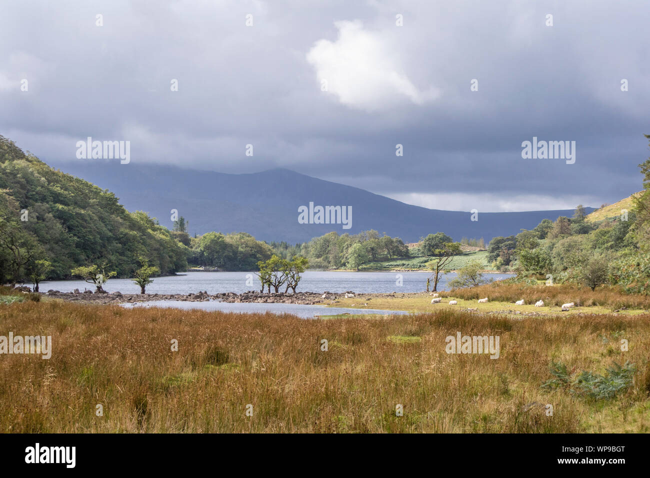 Llyn Cynwch lago en el precipicio popular paseo, el Parque Nacional de Snowdonia, North Wales, REINO UNIDO Foto de stock