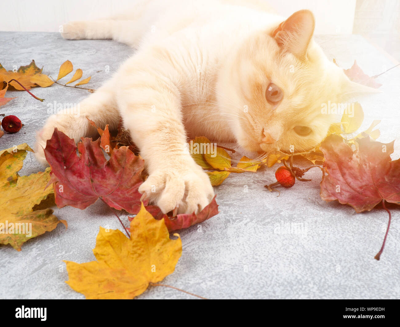 Gato Blanco jugando con hojas de otoño Foto de stock