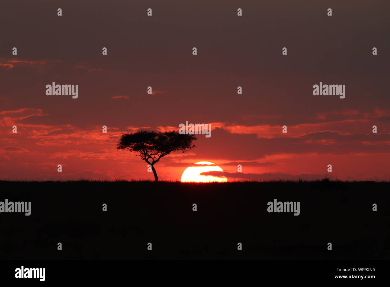 Atardecer con la silueta de árbol en la sabana, el Parque Nacional de Masai Mara, Kenya. Foto de stock