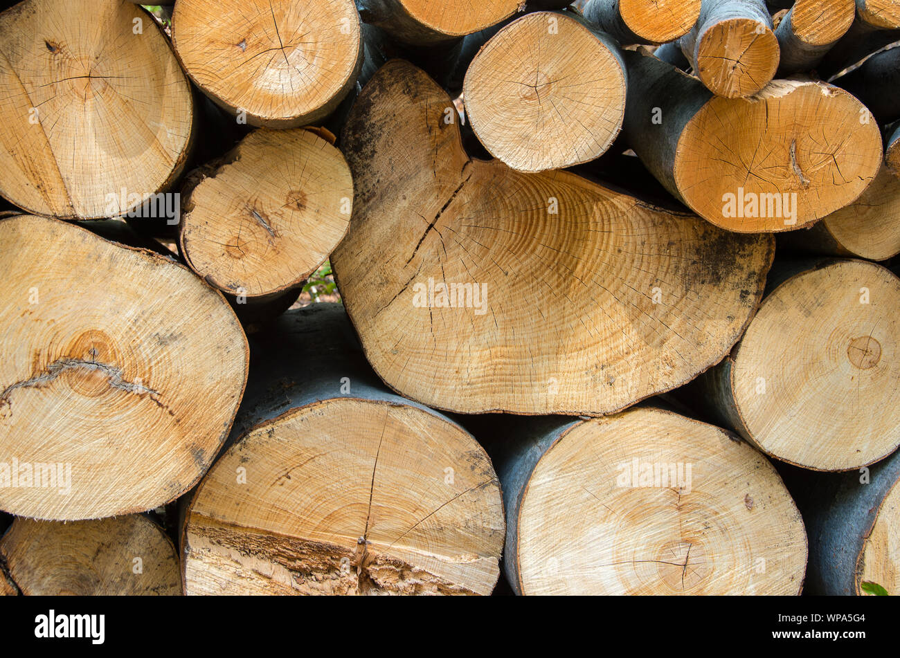 Montón de troncos de madera preparada para el invierno Foto de stock