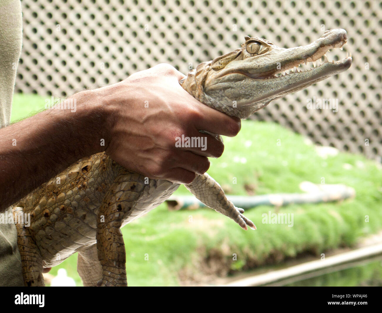 Babas (Caiman crocodilus) un cocodrilo en la familia Alligatoridae