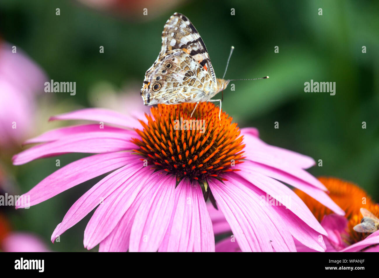 Mariposa en el néctar de alimentación de la flor, Coneflower púrpura, mariposa dama pintada en la flor de Echinacea Foto de stock