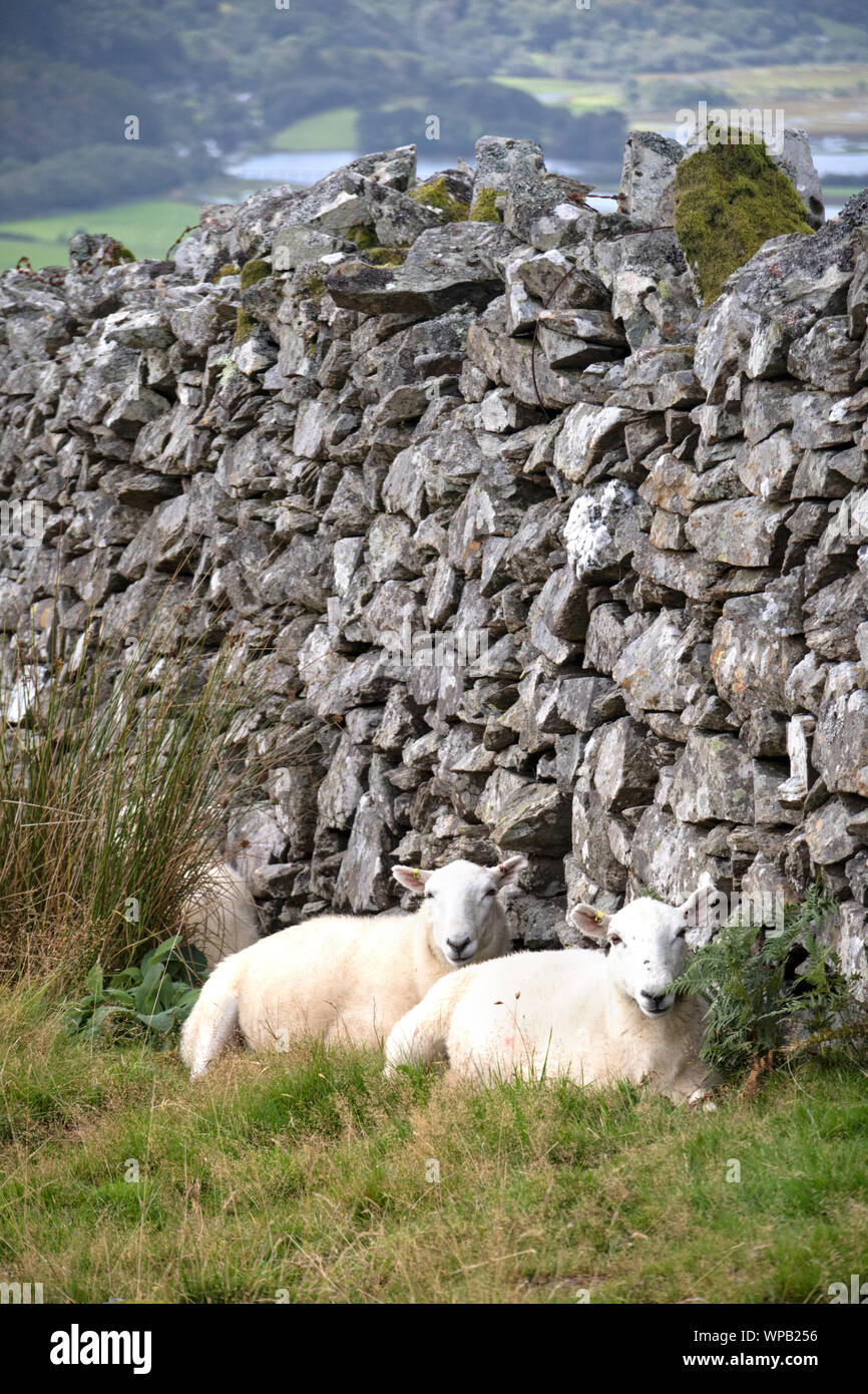 Ovejas refugiarse detrás de un muro drystone, Gran Bretaña, REINO UNIDO Foto de stock