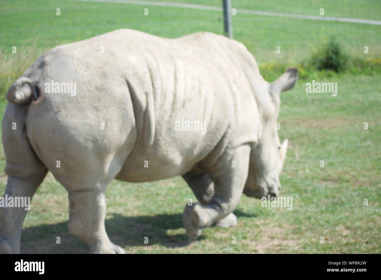 Solo rinoceronte blanco en la selva en Cumberland Ohio. Gran rinoceronte labios a menudo cazado por el marfil de sus cuernos. Considerado uno de los 5 grandes, el Foto de stock