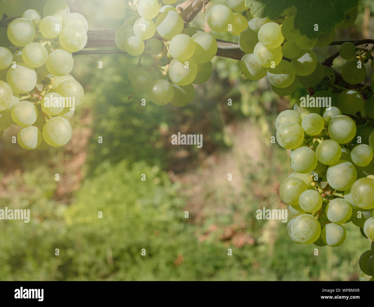 Fresco vino de uvas maduras en la viña Foto de stock