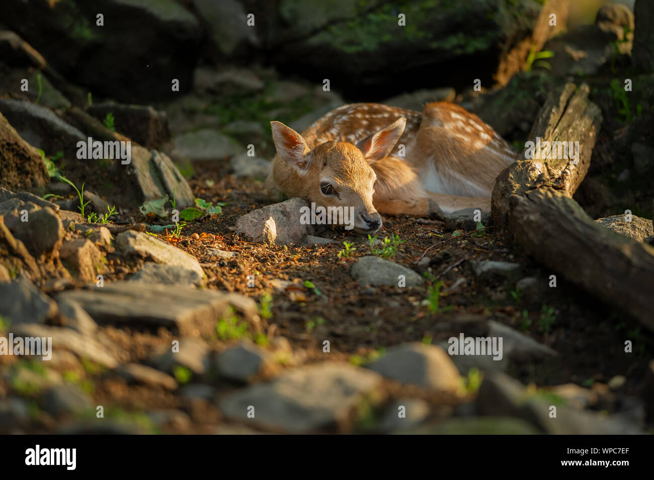 Nacido gamo fawn oculto en el suelo forrest Foto de stock