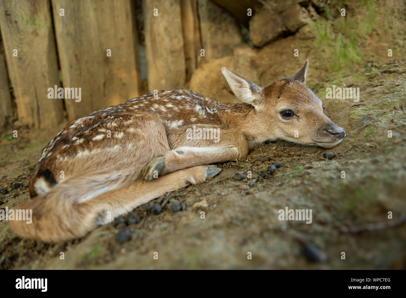 Gamo leonado. Mamífero recién nacido acostado en el suelo marrón Foto de stock
