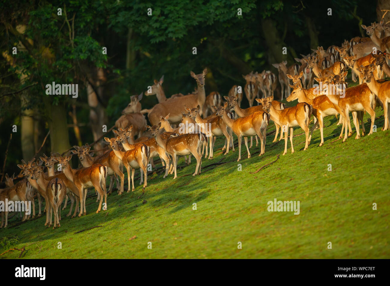 Grupo de gamos en día soleado en campo verde cerca del bosque Foto de stock