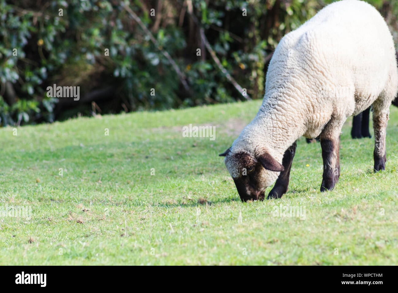 Cerrar imagen de Suffolk ovejas pastando en la hierba con espacio de copia Foto de stock