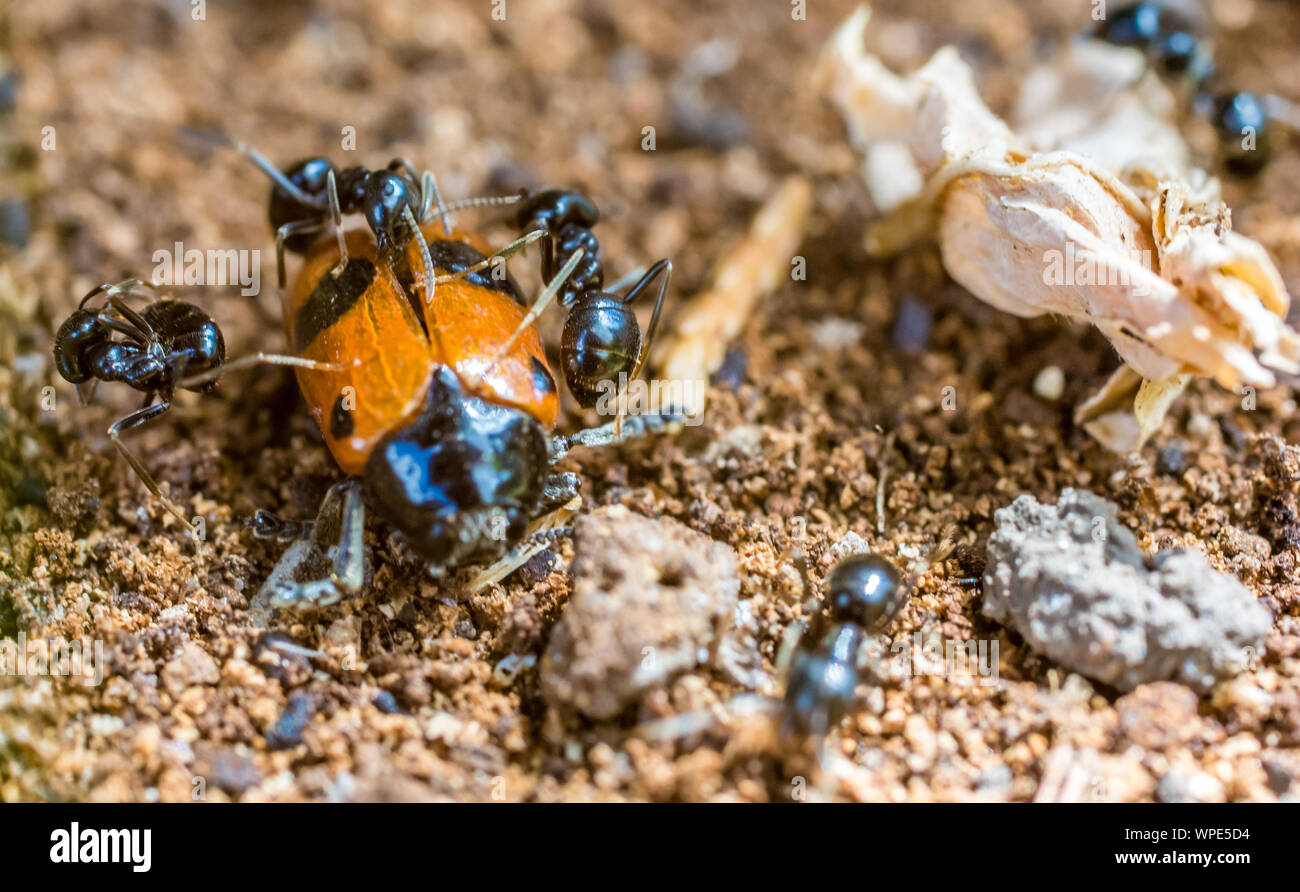 Ataque de hormigas mariquitas e incorporarlas en el nido. Foto de stock