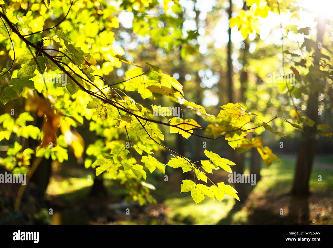 Dtail de hojas de arce en el parque en otoño Foto de stock
