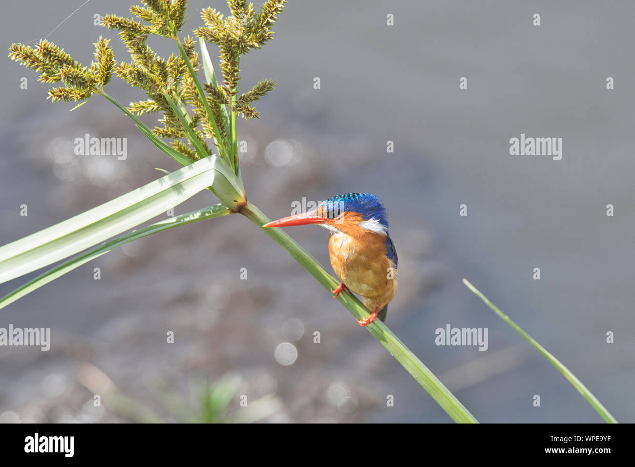 Malaquita el martín pescador (Alcedo cristata) Foto de stock