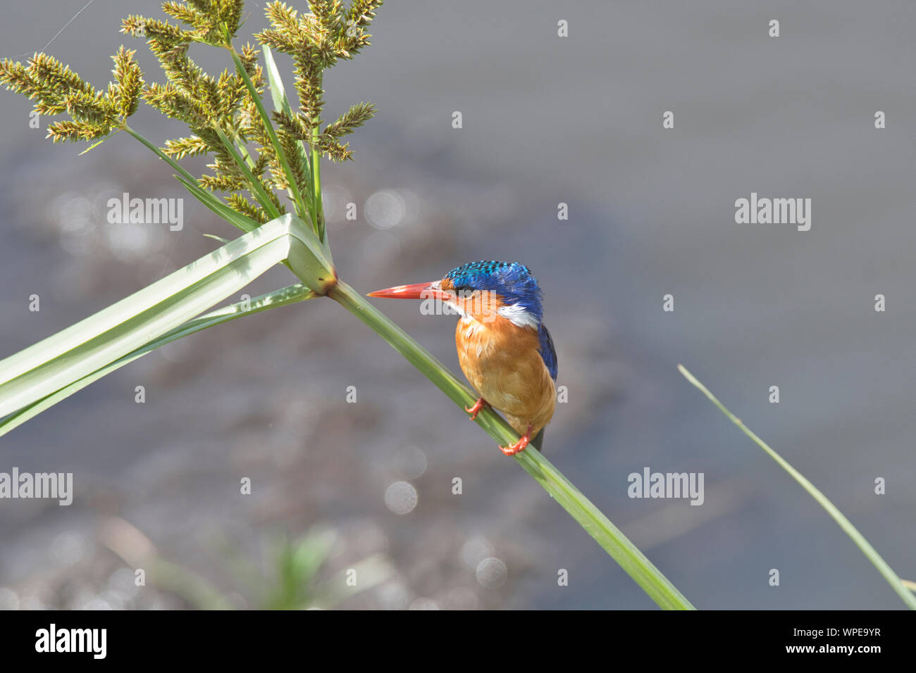 Malaquita el martín pescador (Alcedo cristata) Foto de stock