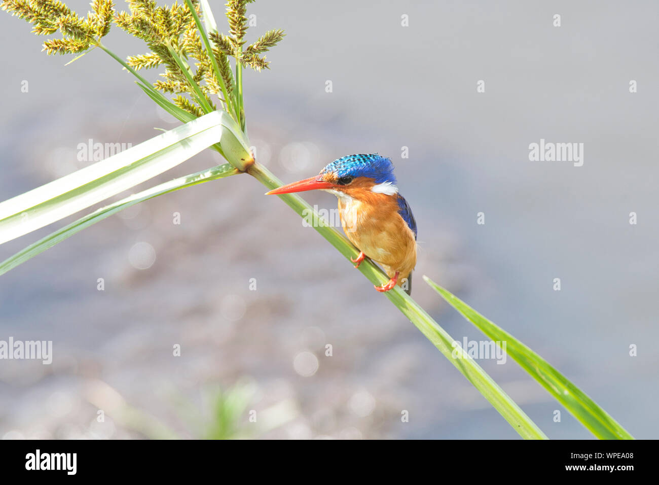 Malaquita el martín pescador (Alcedo cristata) Foto de stock