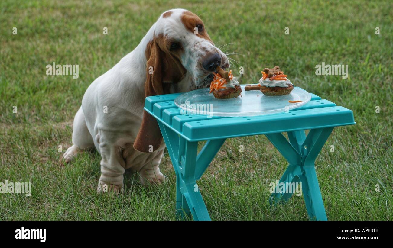Comer comida de perro en la mesa Fotografía de stock - Alamy