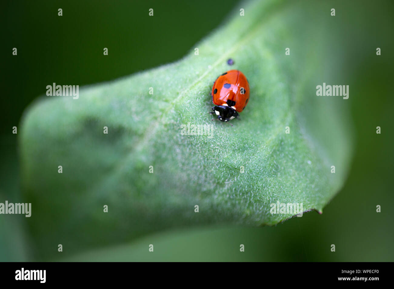 Ladybug sentado en una hoja Foto de stock
