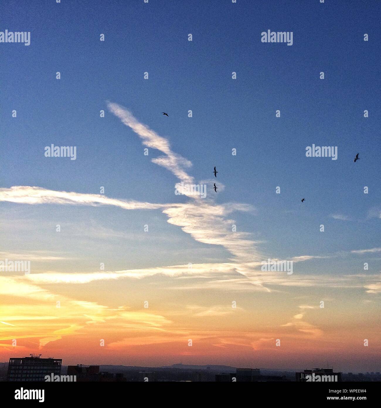 Puesta de sol sobre la ciudad con las aves en el cielo Foto de stock