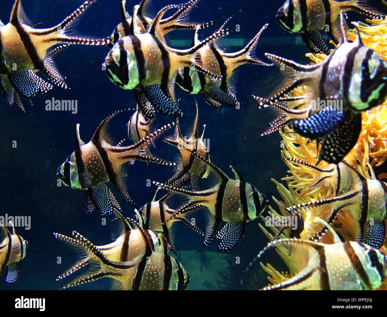 Escuela de peces tropicales en el mar Foto de stock
