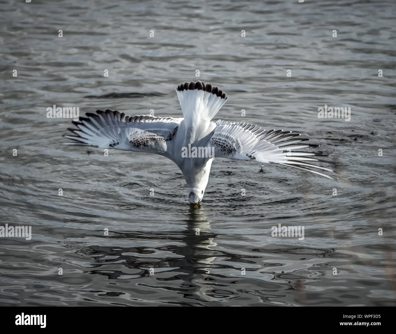 Pesca en el lago de aves Foto de stock