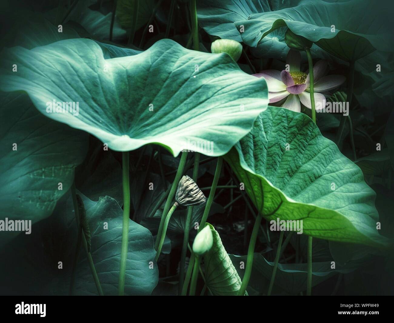 Close-up de Lotus en medio de hojas que crece en bosque Foto de stock