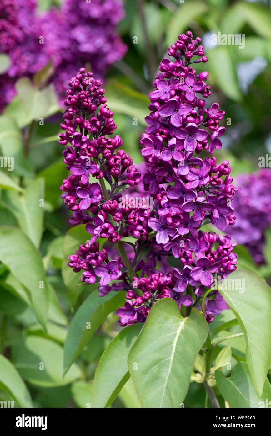 Flores muy atractivas en un oscuro rojo púrpura malva lilas (Syringa vulgaris) en un jardín ornamental árbol en plena floración, Berkshore, Abril Foto de stock