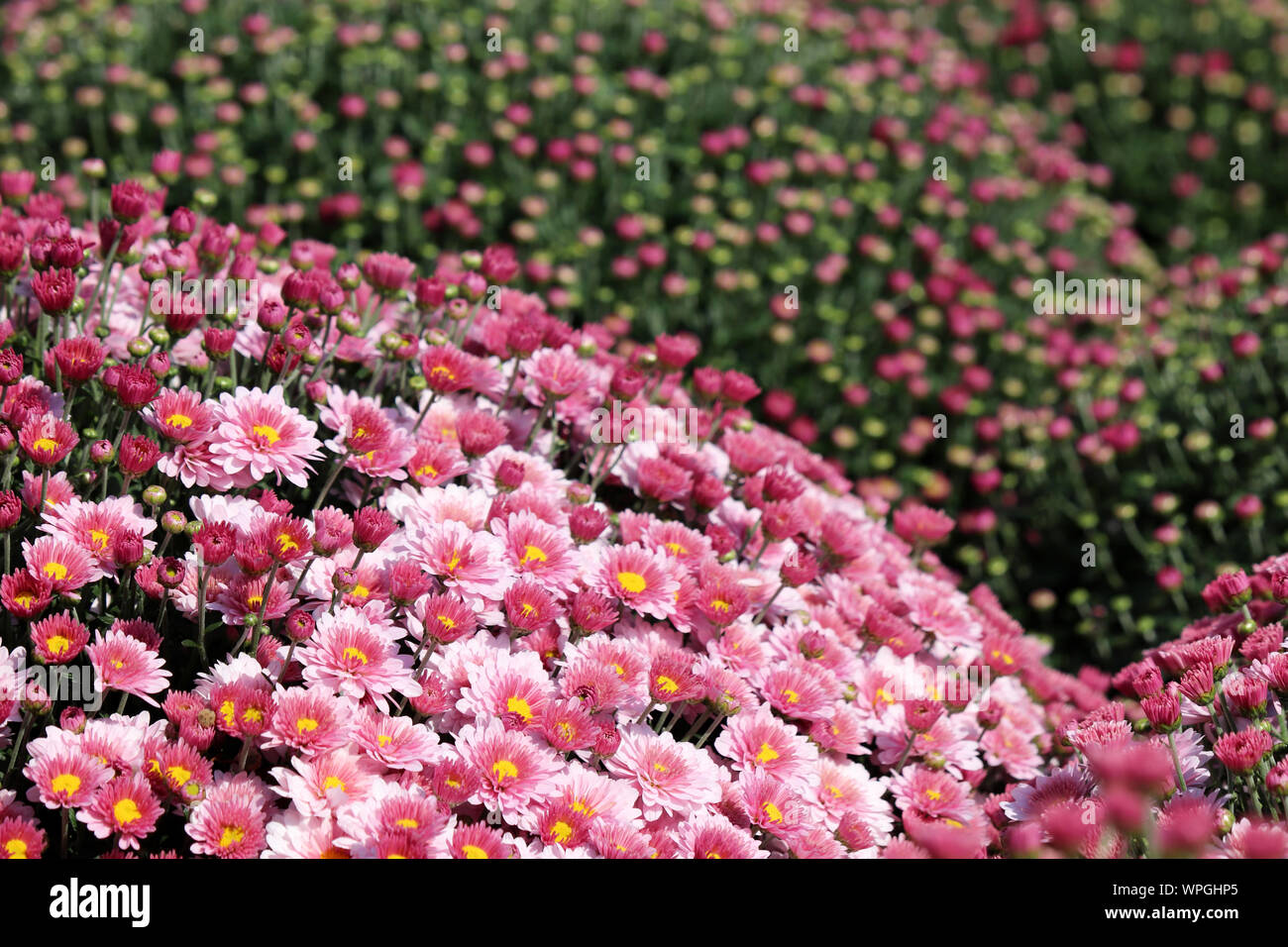 Los crisantemos rosados, campo de flores coloridas en día soleado, diseño  del paisaje. Pintoresco, hermoso fondo floral pattern, símbolo de otoño  Fotografía de stock - Alamy