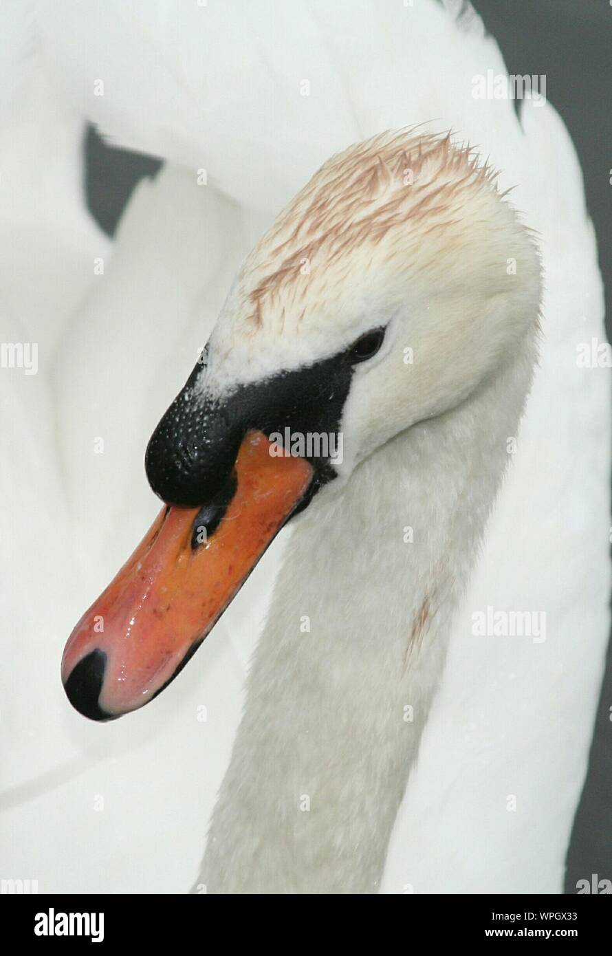 Close-up de Wet White Swan Foto de stock