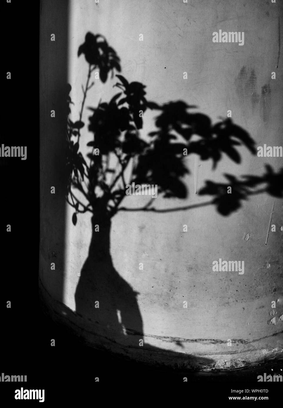 Sombra de planta en la columna Foto de stock