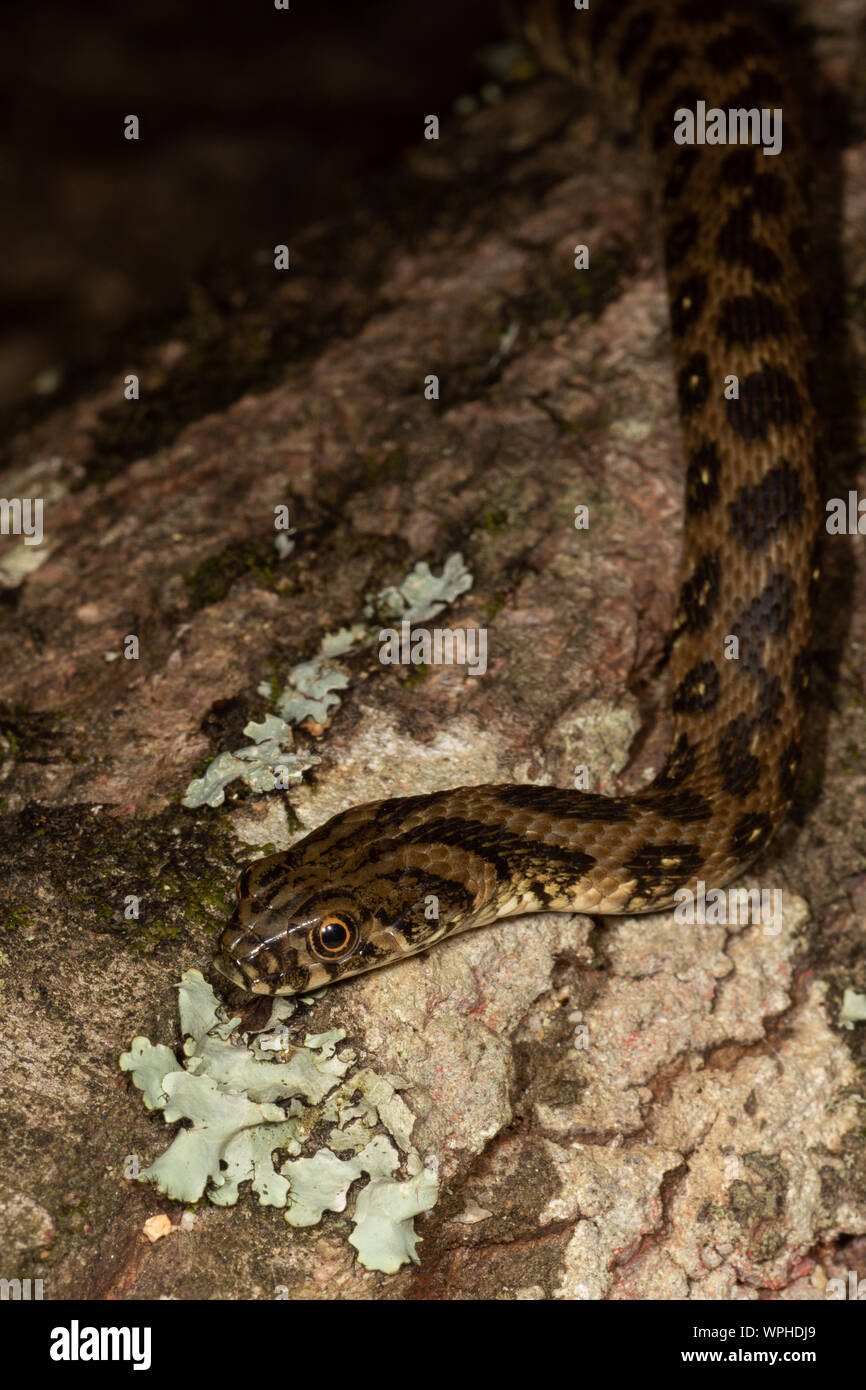 Cabeza de una serpiente de látigo occidental (Coluber viridiflavus) en una roca en Sardegna / Cerdeña, Italia Foto de stock