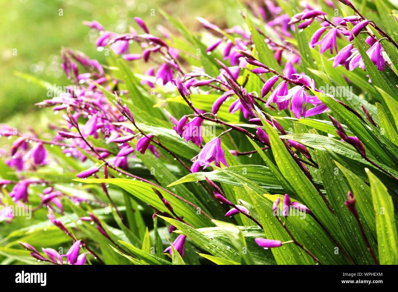 Flores moradas mojadas fotografías e imágenes de alta resolución - Alamy