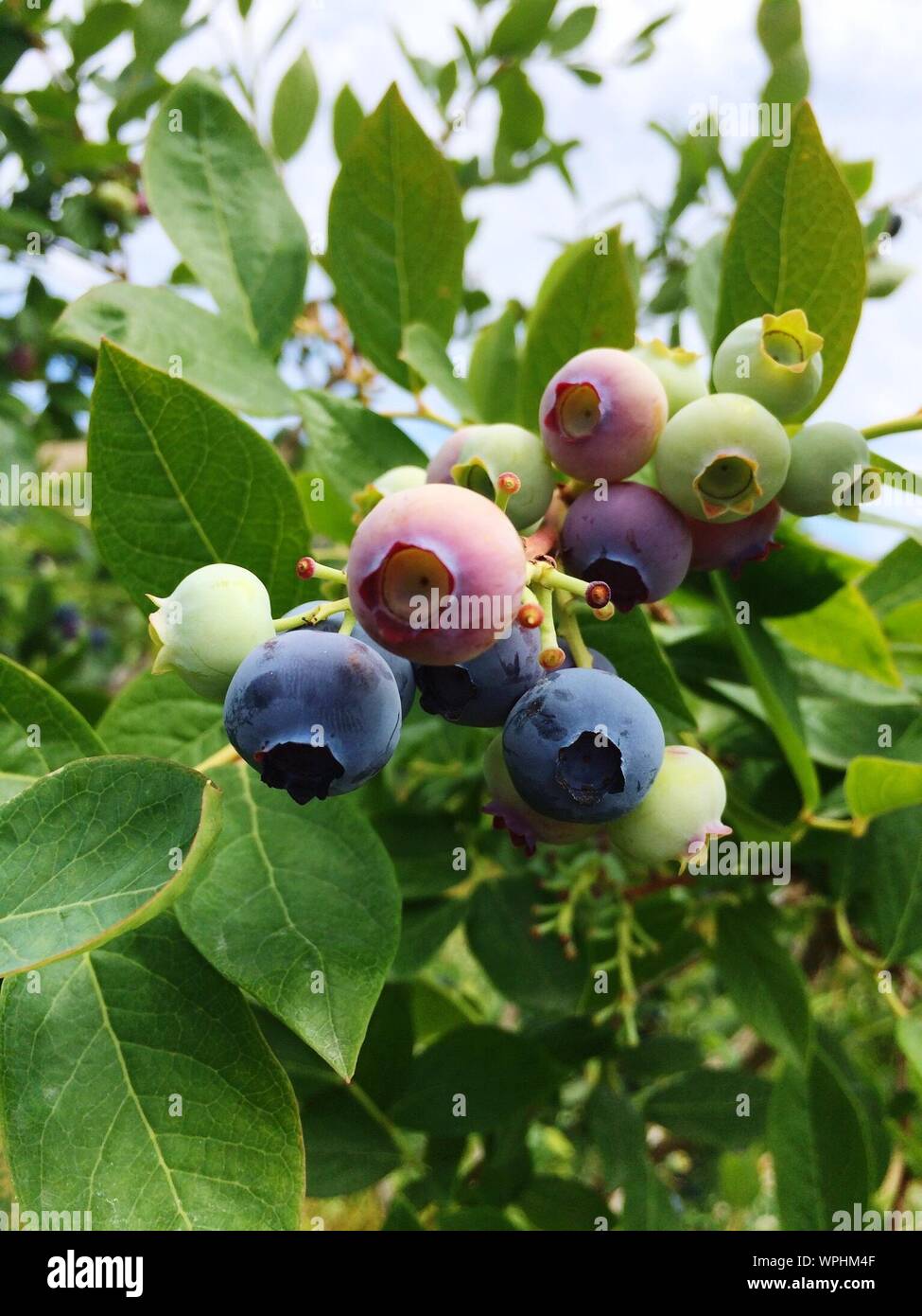 Close-up de arándanos que crecen en árboles Fotografía de stock - Alamy