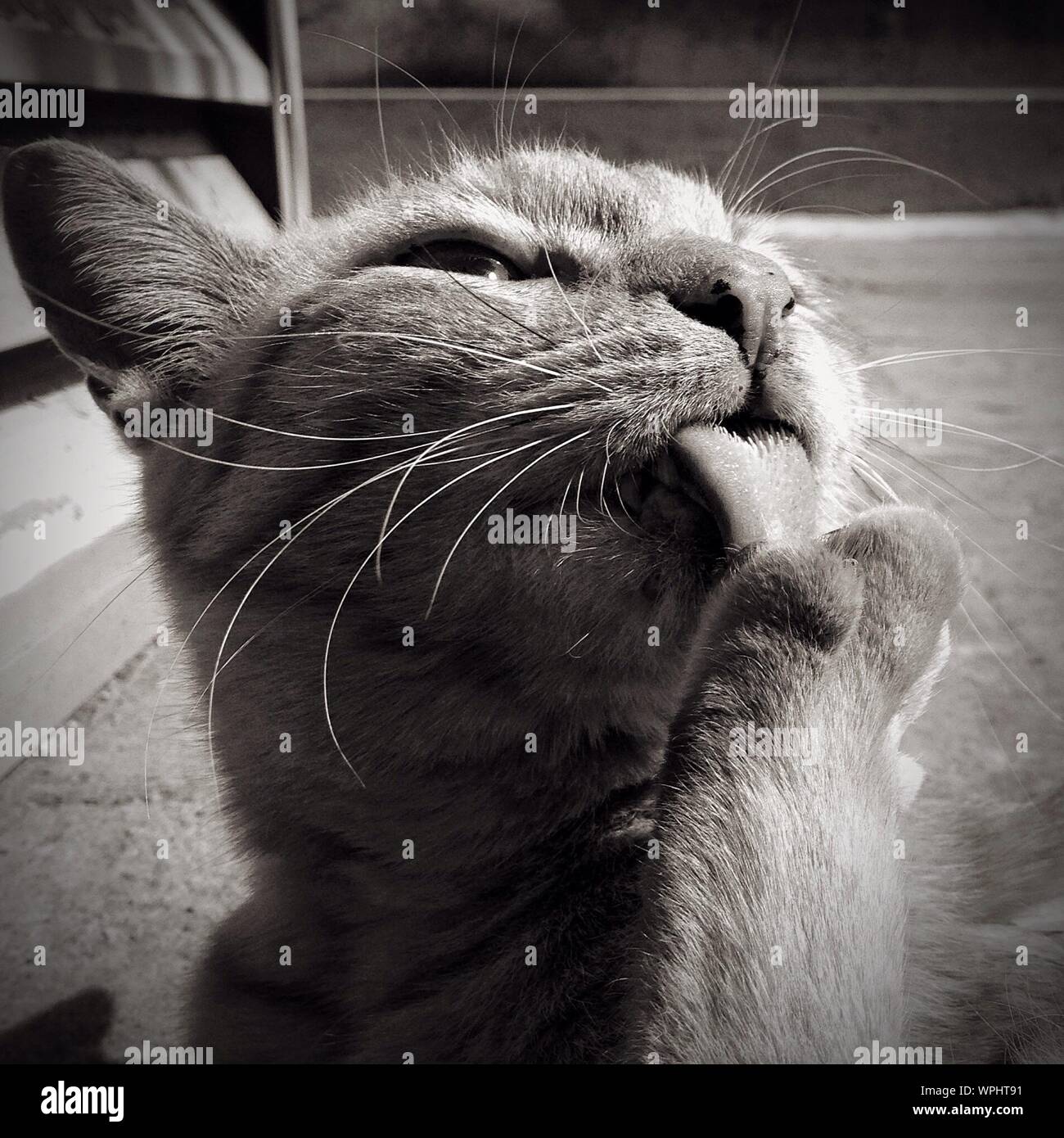 Primer plano del cuerpo del gato fotografías e imágenes de alta resolución  - Alamy
