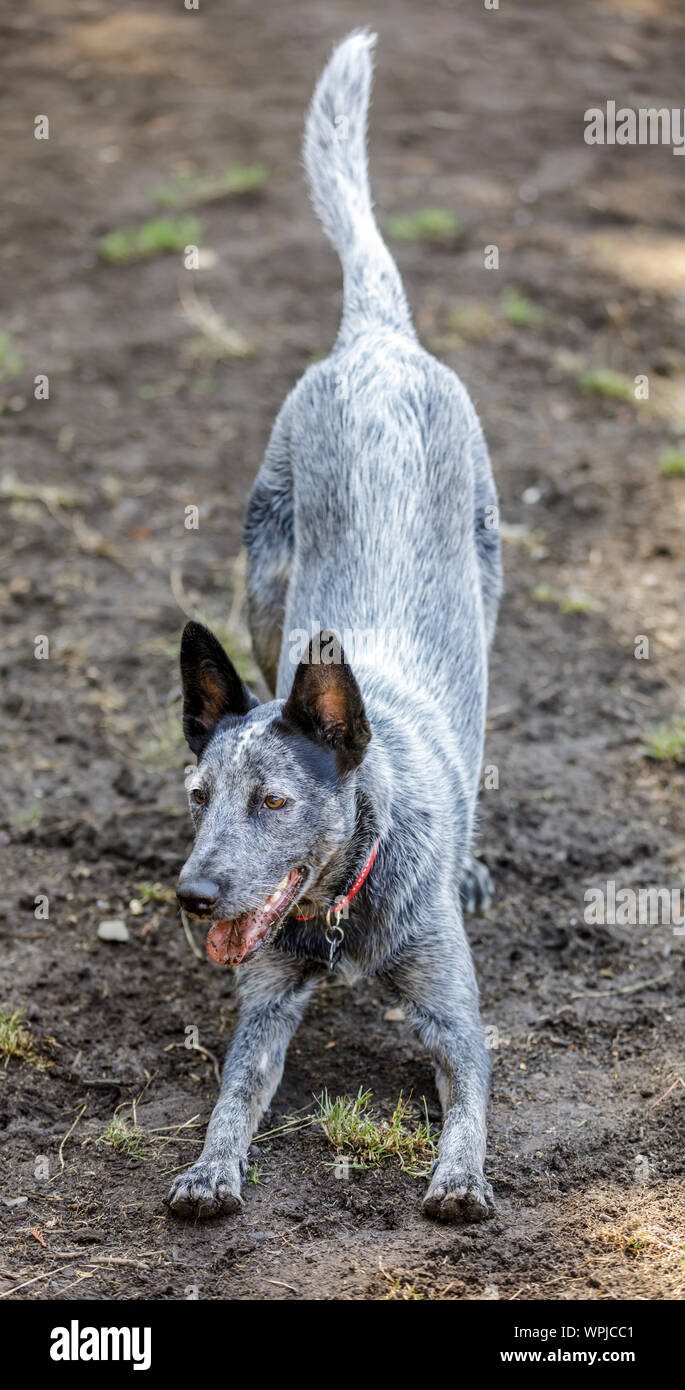Perro de ganado australiano macho en bola persiguiendo previsión pose. Parque de perros sin correa en el norte de California. Foto de stock