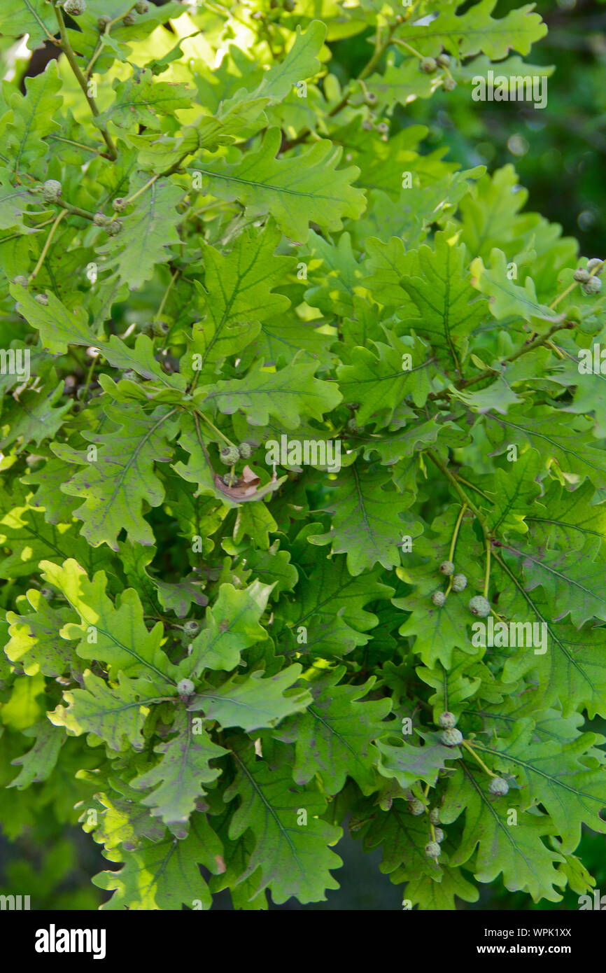 rama de roble joven con hojas y bellotas. una foto. Foto de stock