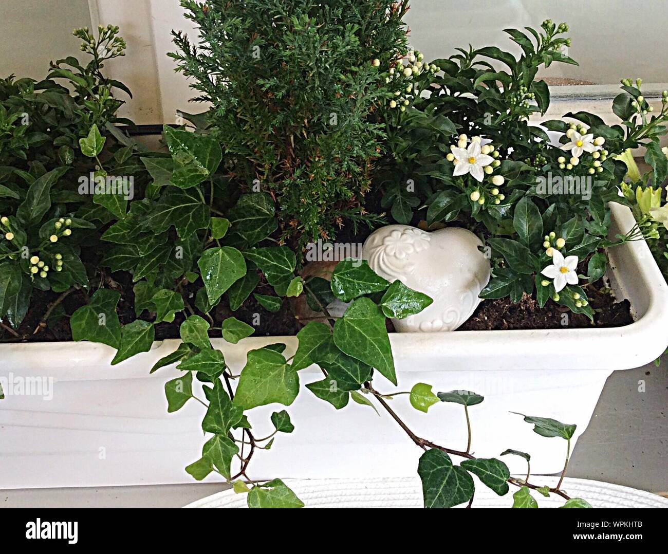 Las flores jazmín con planta en maceta Fotografía de stock - Alamy